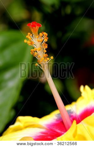 Gul Hibiscus blomma