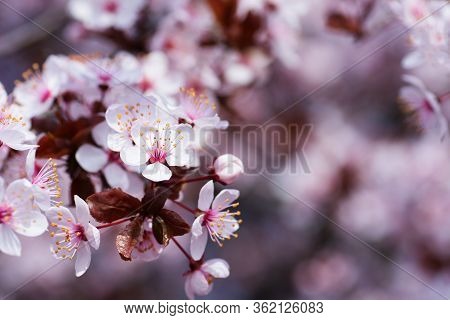 Sakura Season Or Hanami. Abstract Sakura Background. Cherry Blossom, Soft Focus, Texture, Background