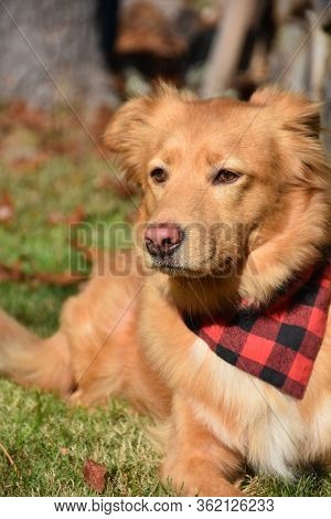 Sweet Sleepy Toller Pup Resting In The Warm Sunshine.