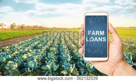 Farmer Holds A Phone With Farm Loans On Background Of A Cabbage Plantation. Subsidies Financial Supp