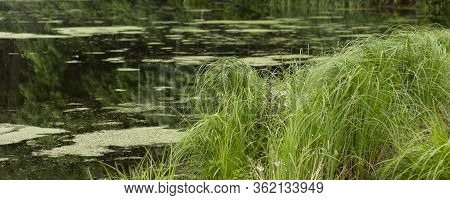 Morning River With Duckweed. Outdoor Fishing, Clean Nature Concept.
