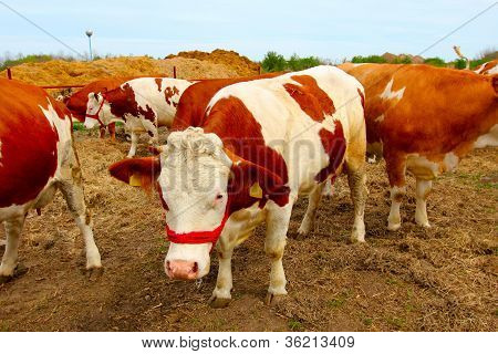 bezerro na fazenda
