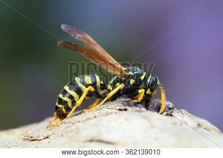 European Paper Wasp, Polistes Dominula In The Ground