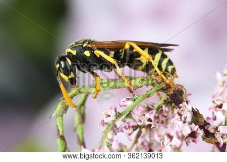 European Paper Wasp, Polistes Dominula On The Pink Flower