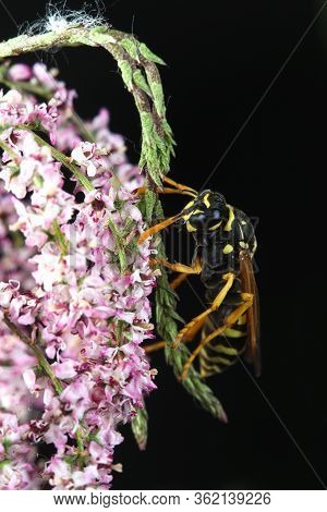 European Paper Wasp, Polistes Dominula On The Pink Flower And Black Background