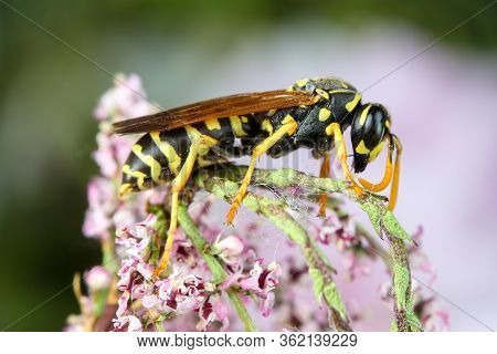 European Paper Wasp, Polistes Dominula On The Flower