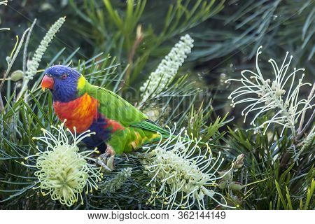 A  Colorful Parrot - One Of The Most Common Birds Of Australia - Sitting On A Branch Of A Tree In A 