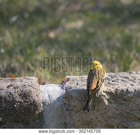 Close Up Male Yellowhammer, Emberiza Citrinella Sits On The Sandstone Wall. Yellowhammer Is Passerin