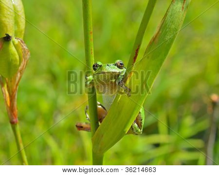 Hyla (træ tudse)