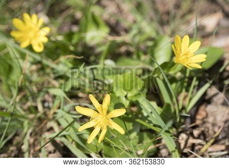 Close Up Yellow Marsh Marigold Or Kingcup, Caltha Palustris Spring Flower Selective Focus, Blurry Bo