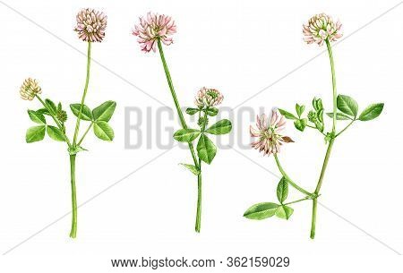 Watercolor Drawing Flowers Of Alsike Clover, Trifolium Hybridum, Isolated Floral Elements At White B