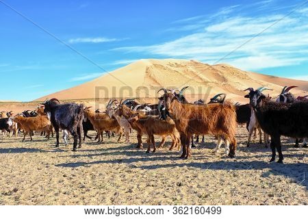 A herd of goats grazes on the border of the sandy desert. Mongol-Els, Western Mongolia.