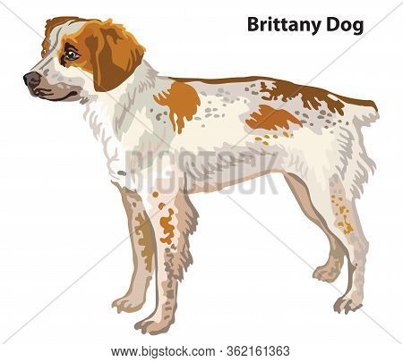 Colorful Decorative Portrait Of Standing In Profile Brittany Dog, Vector Isolated Illustration On Wh