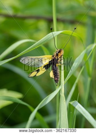 Owlfly Libelloides Macaronius Male - Yellow And Black Insect On Grass