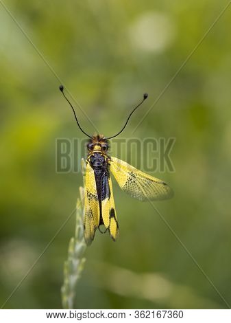 Owlfly Libelloides Macaronius Male - Yellow And Black Insect On Grass