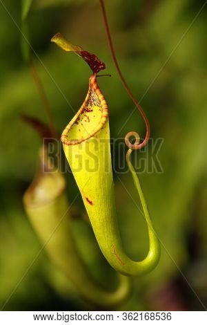 Nepenthes, Genus Of Carnivorous Plants, Also Known As Tropical Pitcher Plants, Or Monkey Cups, With 