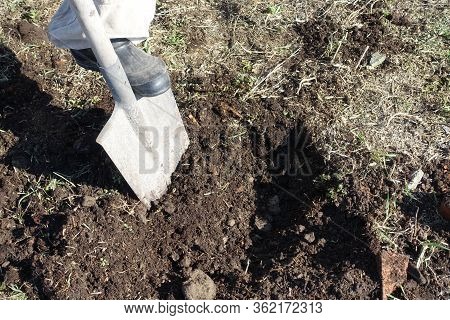 Gardener Digging With Garden Spade In Black Earth Soil. Farming, Gardening, Agriculture.worker Digs 
