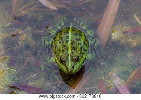 Edible Frog Watching From The Bog. Wild Nature.