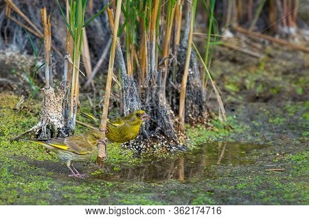 European Greenfinch Or Carduelis Chloris In Wild Nature