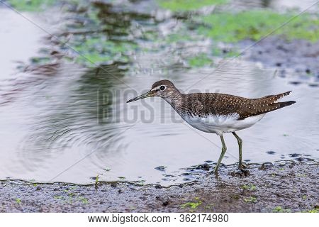Green Sandpiper Or Tringa Ochropus Walks On Lake