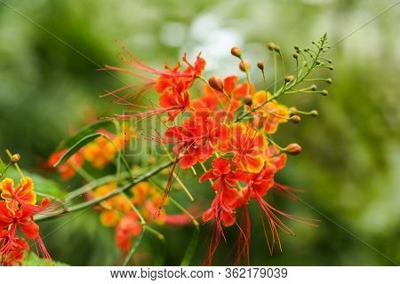 Beautiful Tropical Flower Caesalpinia Red Grows In The Garden On A Green Background