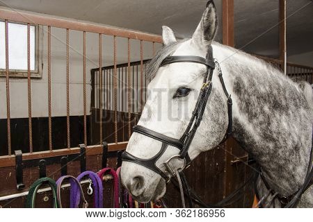A Gray Colored Sports Horse In A Bridle And A Martingale, Stands On The Aisle Stables