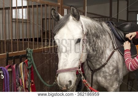 Saddled Horse Of Gray Suit Stands At The Junctions In The Stable Aisle