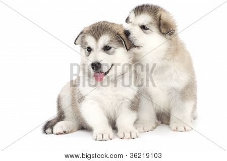 İki Malamute kukla