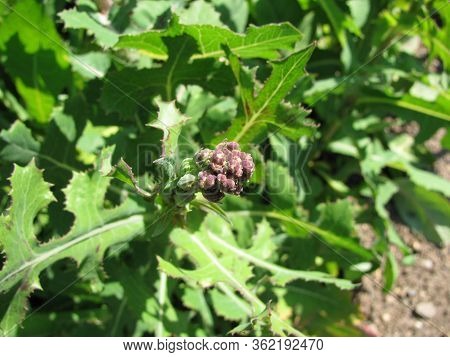 Budding Plant Pieces Of Lactuca Serriola (prickly Lettuce)