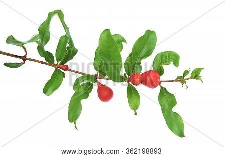 Fresh Red Pomegranate Or Punica Granatum Flowers Blooming On The Branch Isolated On White Background