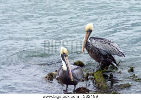 Pelican par