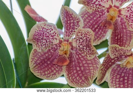 Flower Of The Vanda Coerulea Orchid. May 12, 2019. Madrid Spain. Botanical Biology Nature Photograph