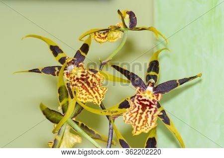 Orchid Flower Odontoglossum Luteopurpureum Lindl. May 12, 2019. Madrid Spain. Botanical Biology Natu