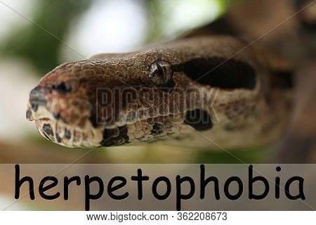 Brown Boa Constrictor Outdoors, Closeup. Herpetophobia Concept