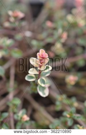 Foxley Thyme Leaves - Latin Name - Thymus Pulegioides Foxley