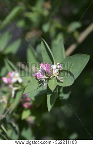 Black-fruited Honeysuckle - Latin Name - Lonicera Nigraa