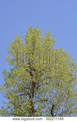 Canadian Poplar - Latin Name - Populus X Canadensis