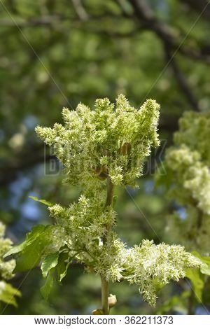 Flowering Ash - Latin Name - Fraxinus Ornus