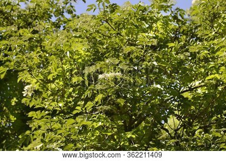Black Elder - Latin Name - Sambucus Nigraa