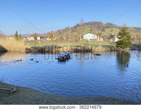 A Private Pond With Ducks And Other Related Aquatic Bird Species, Einsiedeln - Canton Of Schwyz, Swi