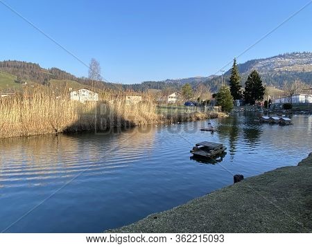 A Private Pond With Ducks And Other Related Aquatic Bird Species, Einsiedeln - Canton Of Schwyz, Swi