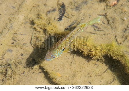 Top View Of A Coloured Fisch Standing In The Seabed