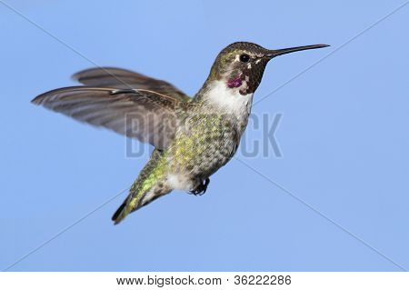 Annas Hummingbird (calypte Anna)