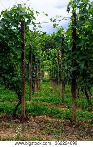 Passage Through The Vineyards Of Roero, Italy