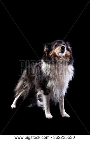 Sheltie. Vertical Photo Of A Scottish Shepherd On A Black Background. Studio Shooting. One Animal St