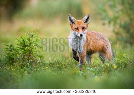 Lovely Red Fox Facing Camera With Adorable Eyes In Green Summer Nature