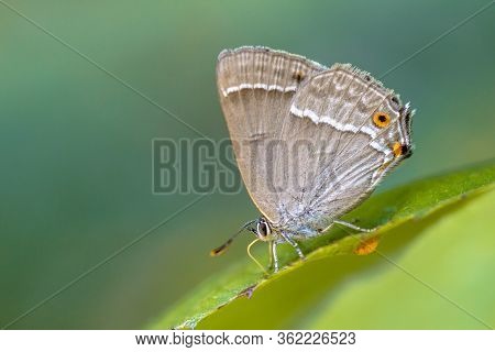 Purple Hairstreak (neozephyrus Quercus) Butterfly Eating Sugars On Leaves Of Oak
