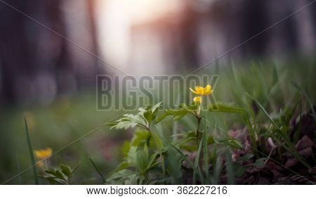 Background With Spring Primroses - Yellow Flowers Of An Anemony