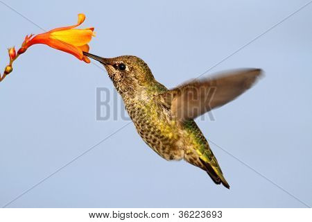 Annas Hummingbird (calypte Anna)