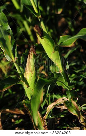 Cornstalk in una fattoria